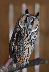 Obraz premium Portrait of an eared owl sitting on a branch.