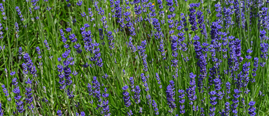 Lavandula angustifolia (common lavender, true lavender, garden lavender) flowering in garden