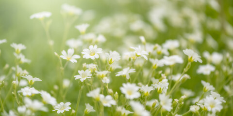 Small white flowers in sunlight. Beautiful summer sunny background. Selective focus. Field flowers...