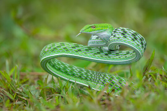 Angry vine snake ahaetulla prasina on the grass
