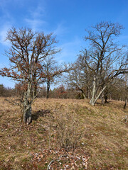 Landschaft im Naturschutzgebiet Rammersberg bei Karlstadt, Landkreis Main-Spessart, Unterfranken,...