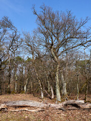 Landschaft im Naturschutzgebiet Rammersberg bei Karlstadt, Landkreis Main-Spessart, Unterfranken,...