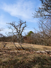 Landschaft im Naturschutzgebiet Rammersberg bei Karlstadt, Landkreis Main-Spessart, Unterfranken,...