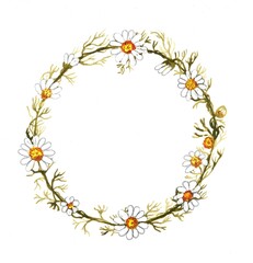 watercolor botanical frame with white daisies.Botanical illustration.Blooming plants.Floral wreath.Round frame.Garland of flowers.Hand-drawn greeting card for weddings, invitations, spring design.