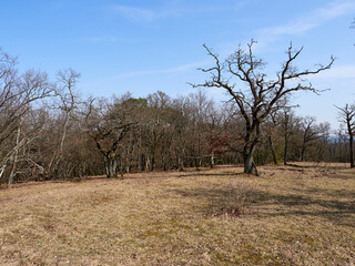 Landschaft im Naturschutzgebiet Rammersberg bei Karlstadt, Landkreis Main-Spessart, Unterfranken,...