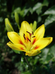 Yellow lily flower with stamens close-up
