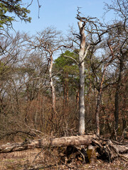 Landschaft im Naturschutzgebiet Rammersberg bei Karlstadt, Landkreis Main-Spessart, Unterfranken,...