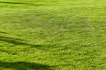Obraz premium Template of fresh green lawn grass in the park with shadows from trees perspective view