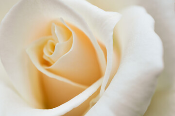 マクロ撮影したバラの花