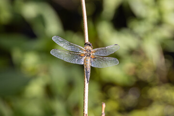 Dragonfly on a reed stalk