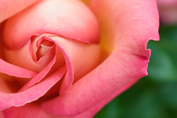 マクロ撮影したバラの花