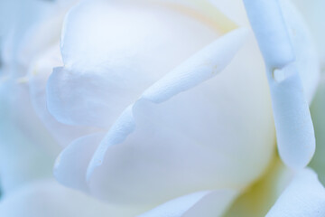Fototapeta na wymiar マクロ撮影したバラの花