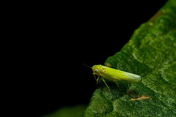 Green vine cicada
(Empoasca vitis) on a leaf