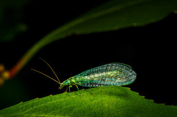 Green Lacewing (Chrysopa perla) sitting on a leaf, with copy space, isolated - obrazy, fototapety, plakaty