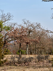 Landschaft im Naturschutzgebiet Rammersberg bei Karlstadt, Landkreis Main-Spessart, Unterfranken,...