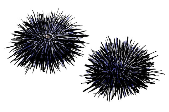 ムラサキウニ Images Browse 235 Stock Photos Vectors And Video Adobe Stock