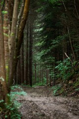Forêt humide chemin route de boue - terre pluie ombragé