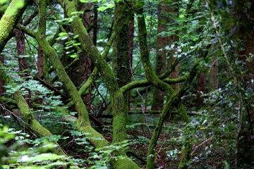 Forêt humide arbre mousse vert - nature biodiversité
