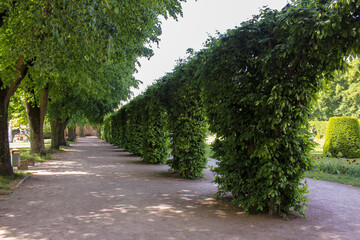 Fototapeta na wymiar arched alley in the green park