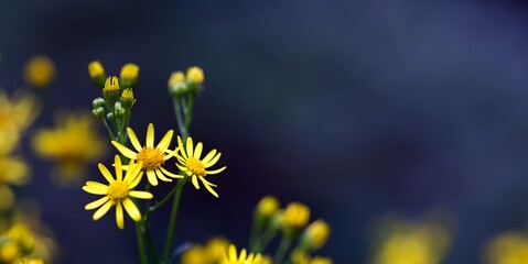 Fleur jaune sauvage - nature flore biodiversité Ariège