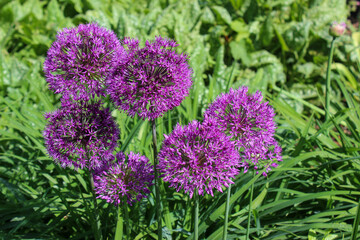 Fancy purple round flowers