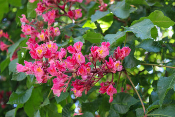 The tree blooms in spring with small pink flowers