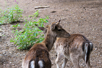 little deer play together in the summer forest