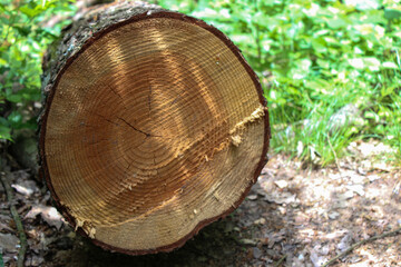 Fresh cut wood, circles inside the tree