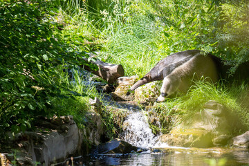 a giant anteater walking through the forest looking for insects