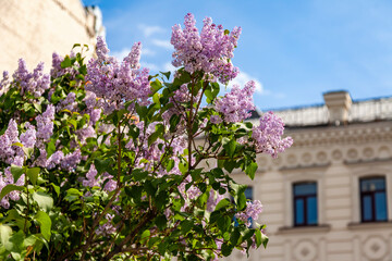 Fototapeta na wymiar Moscow, Russia, June 4, 2022. scenic city landscape. Sretensky Boulevard, blooming lilac