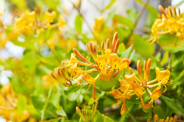 Blooming yellow honeysuckle Bush. Flowering yellow Honeysuckle (Woodbine). Lonicera japonica, known as Japanese honeysuckle and golden-and-silver honeysuckle