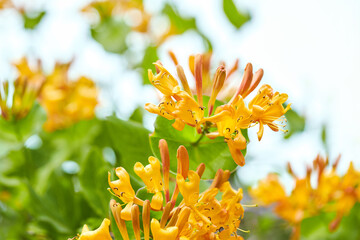 Blooming yellow honeysuckle Bush. Flowering yellow Honeysuckle (Woodbine). Lonicera japonica, known as Japanese honeysuckle and golden-and-silver honeysuckle - obrazy, fototapety, plakaty