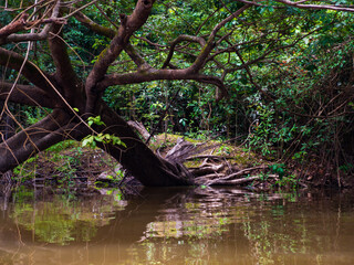 Amazonia