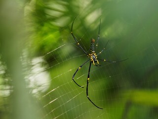spider on a web