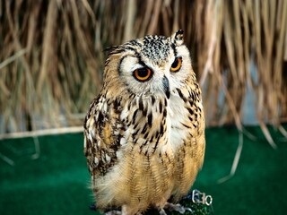 great horned owl