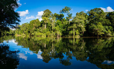 Amazonia -  wall of green tropical forest of the Amazon jungle, green hell of the Amazonia. Selva on the border of Brazil and  Peru. Yavari river in Javari Valley, (Valle del Yavarí) South America.