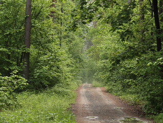 A good rest in the fresh air and among the beautiful greenery of bushes and trees in the tract...