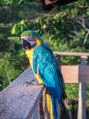 Beautiful, blue and yellow parrot