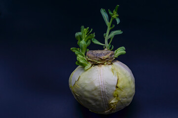 Blooming  cabbage on a blue background. Flowering cabbage is a source of seeds. A series of...