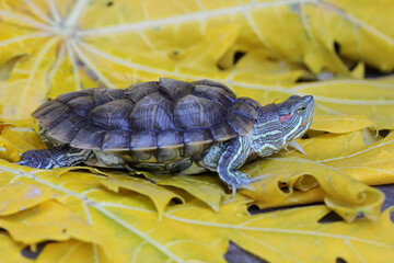 A red eared slider tortoise is basking before starting its daily activities. This reptile has the...