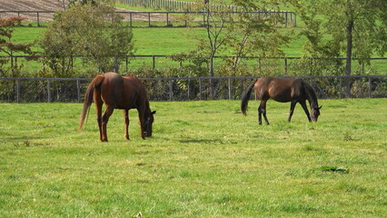 Naklejka premium Two horses grazing peacefully on a lush green pasture at a ranch