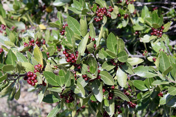 laurier sauce et ses graines