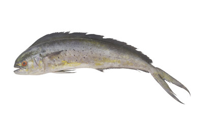 Raw mahi-mahi fish or common dolphinfish isolated on white background, Coryphaena hippurus