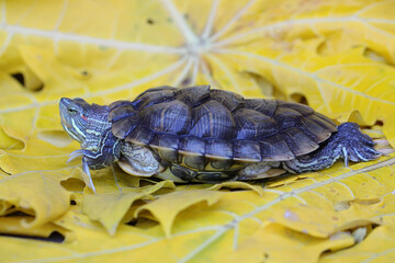 A red eared slider tortoise is basking before starting its daily activities. This reptile has the...