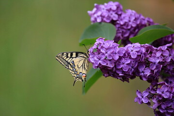 Schwalbenschwanz an Fliederstrauch / Papilio machaon