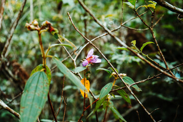 purple flowers in the middle of the bush
