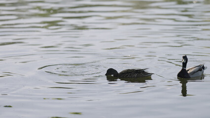 duck couple swimming in a pond