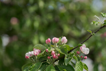 Apple tree blossom in late spring