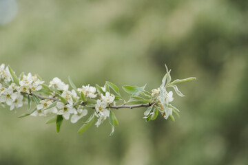 Willow leaf pear blossom in spring