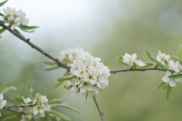 Fototapeta premium Willow leaf pear blossom in spring
